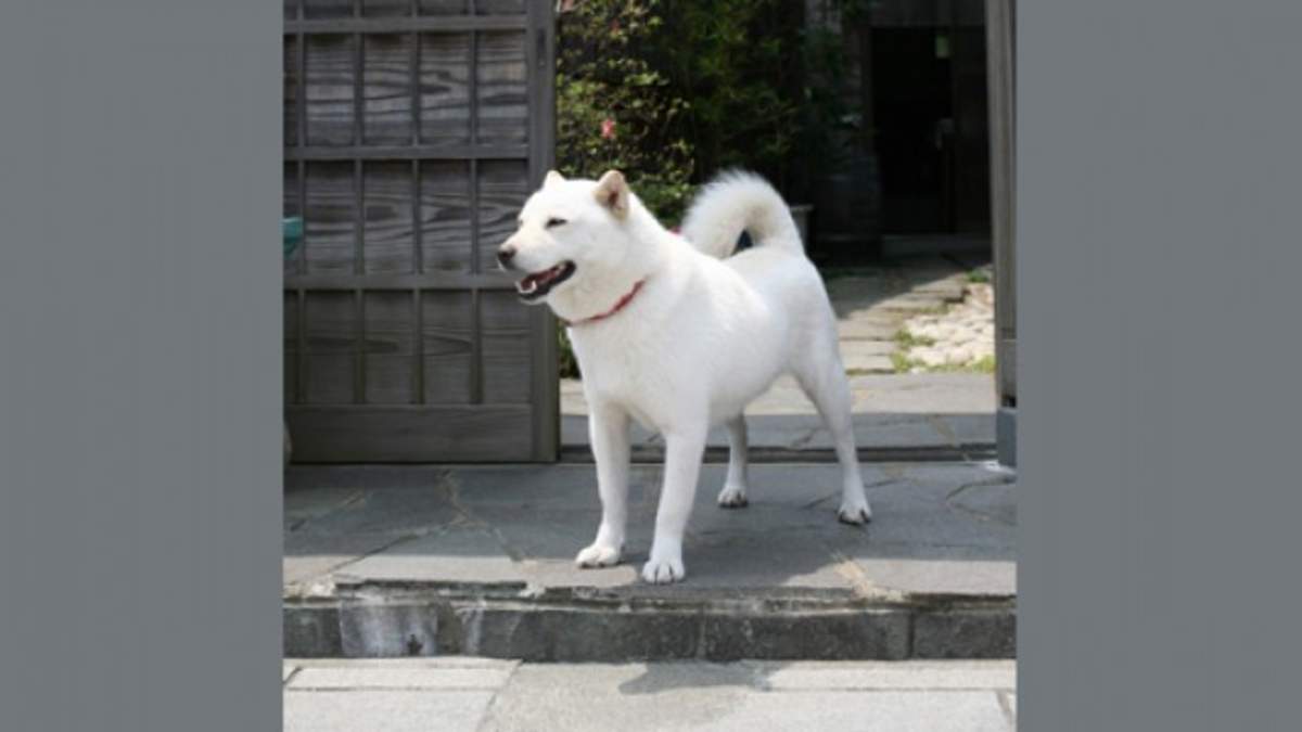 白戸家のお父さん 契約書に肉球で堂々サイン Barks