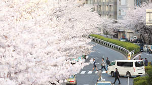 満開の桜を見て、つい口を突いて出てきた歌は何ですか？